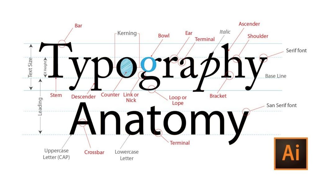 Typography Anatomy