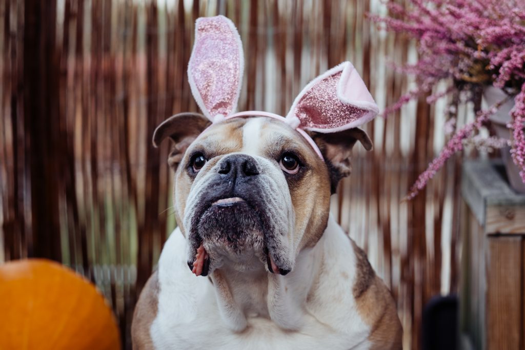 dog with pink bunny ears
